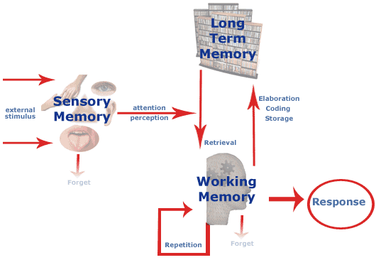 working memory long term memory