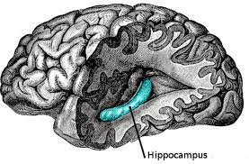 hippocampus